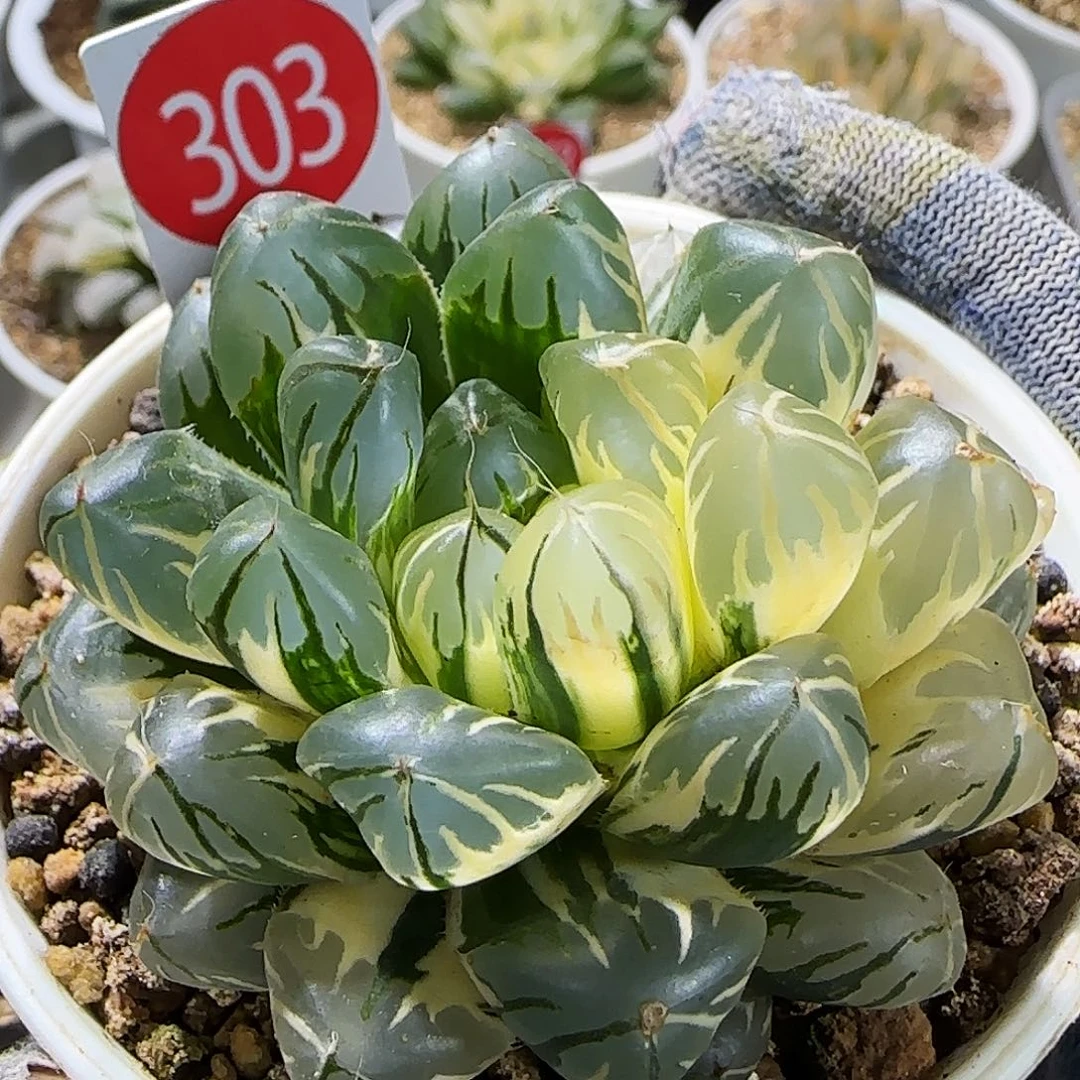 303号实生玉露锦 6.2 厘米左右一物一拍带盆发货