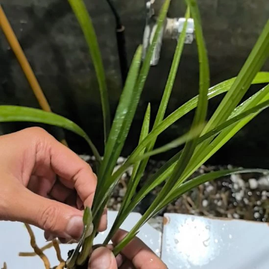 完全开放大荷素四个头