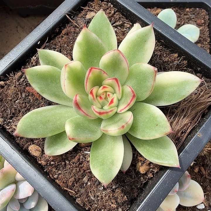雪花和牛锦腹轮锦