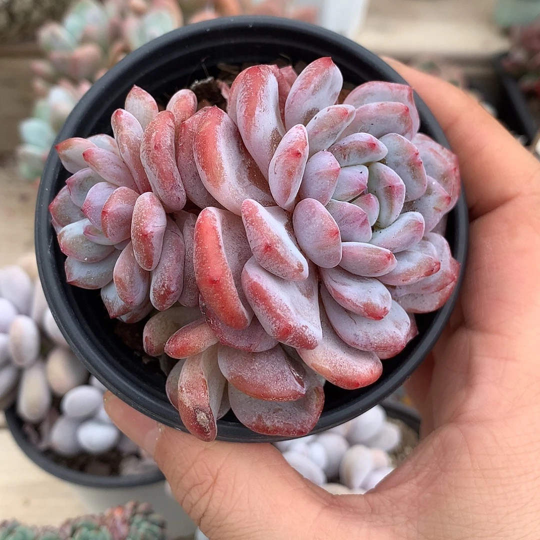 6806星星橙石化一颗8厘米