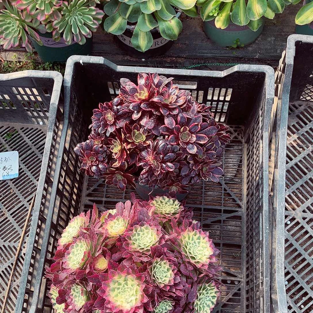 法师多肉植物f s