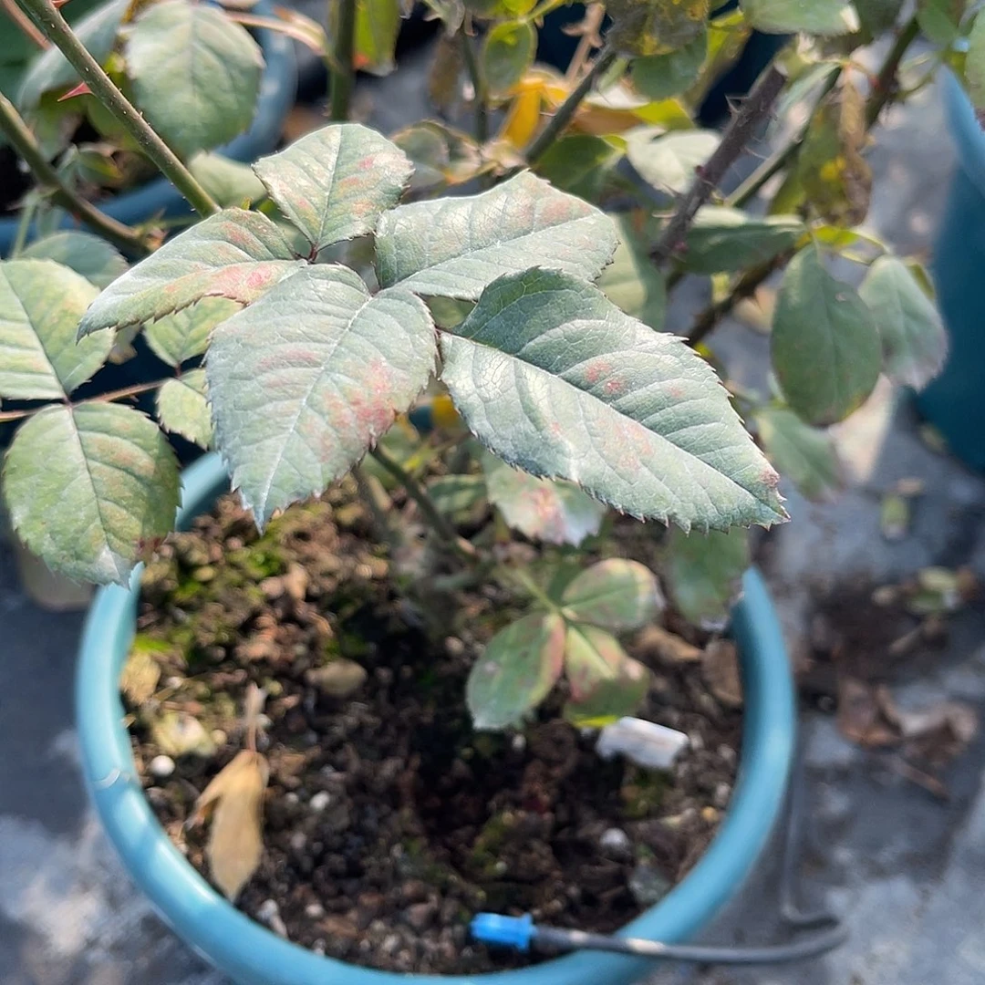 派***星无花朵——第二课璀璨