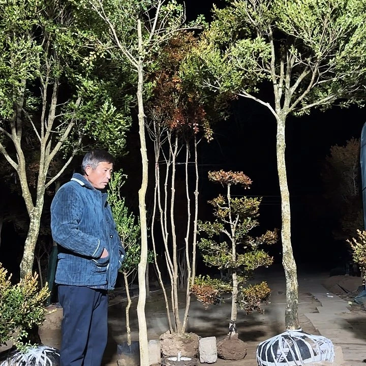 完全开放瓜子黄杨