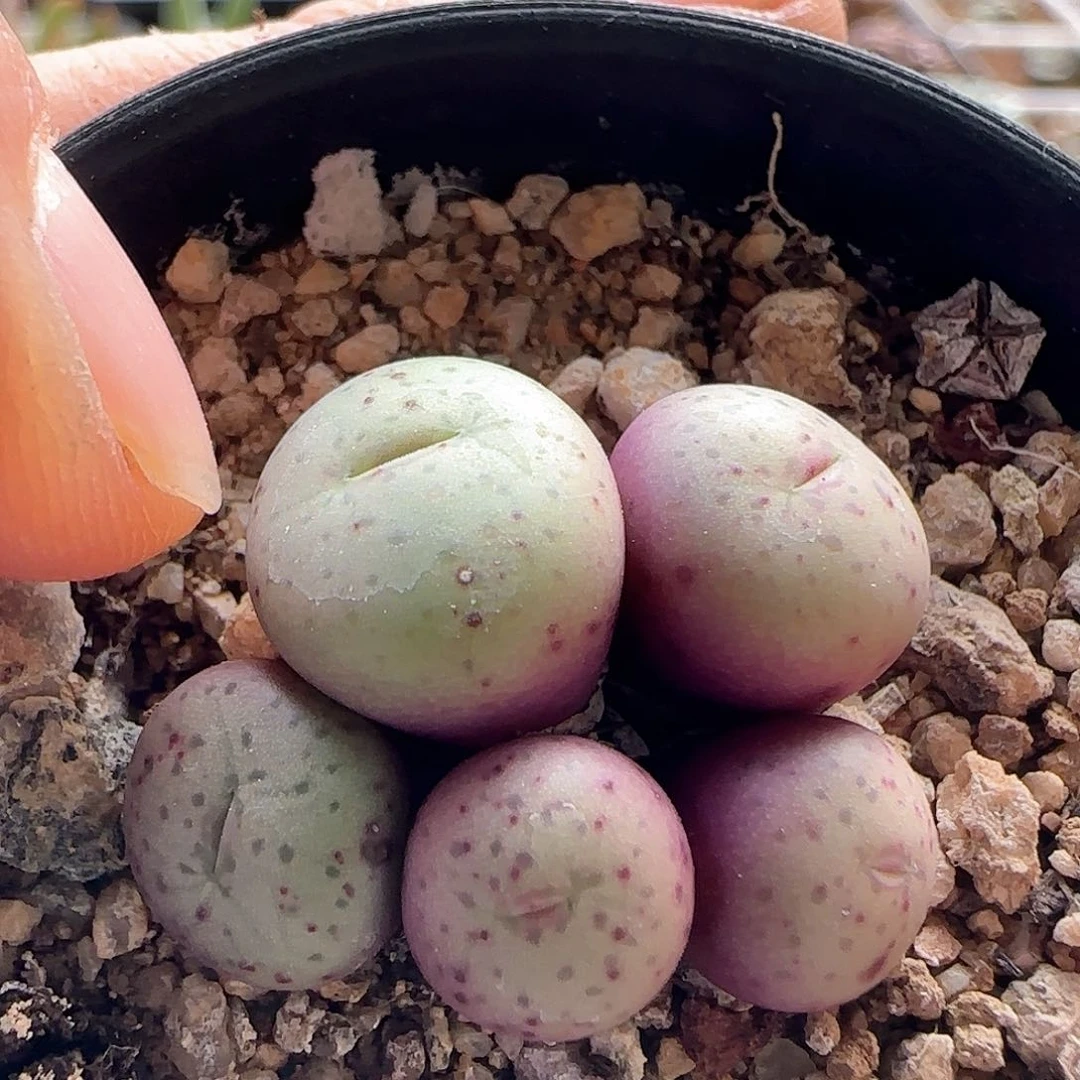 脱土发货哦25204