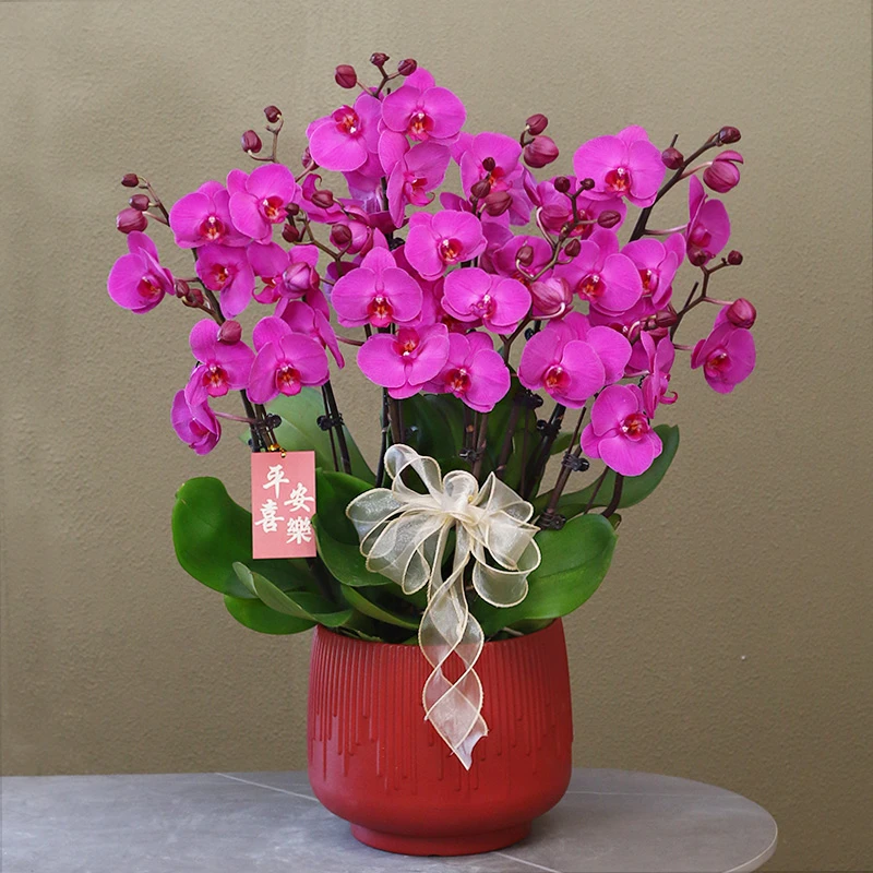 蝴蝶兰【欢乐颂】带花带盆组好伴手礼送礼茶桌婚礼客厅美化装饰