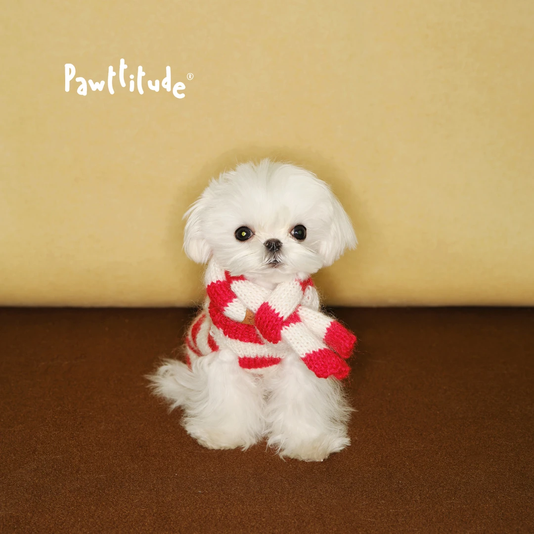 Pawttitude冬日灯塔圣诞新年纯手工混纺红白条纹毛衣狗狗保暖围巾