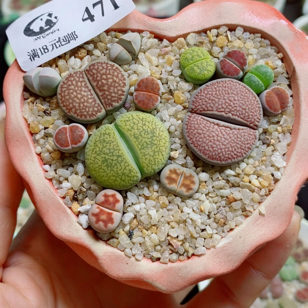 生石花花花花花花花471