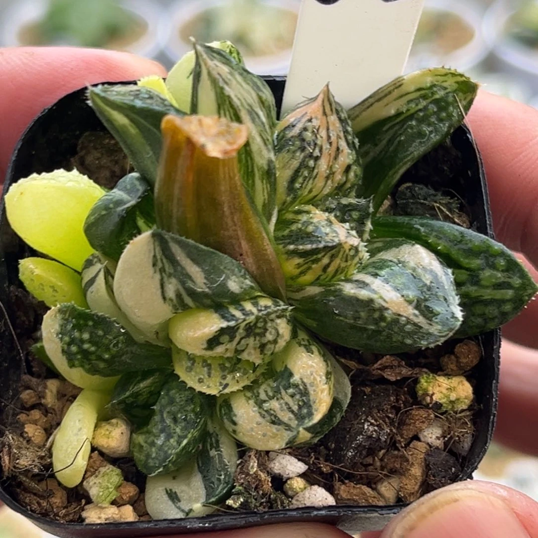 625五头紫禁城锦头家多肉十二卷