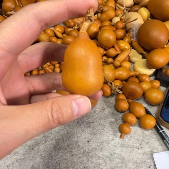 挖***下挖遍天下的一把葫芦