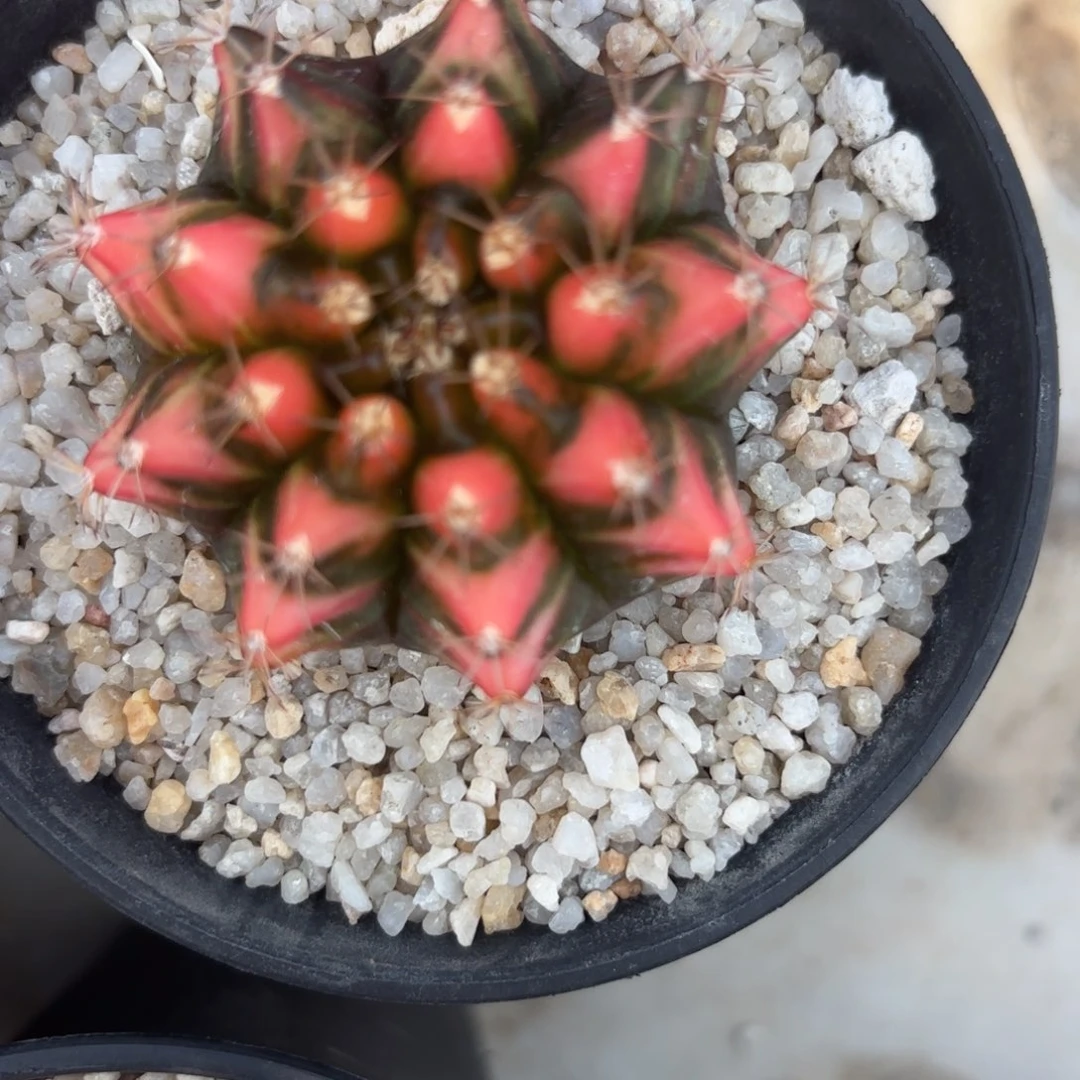 40-0104泰国发货多肉