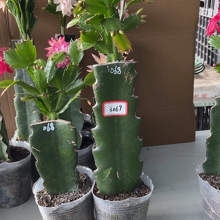 随***心当前无花朵，栽培后可花朵068