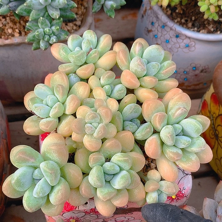 香芋 多肉植物群生