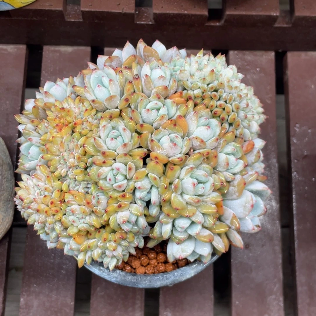 小圆脸基因满天星棒棒糖小树