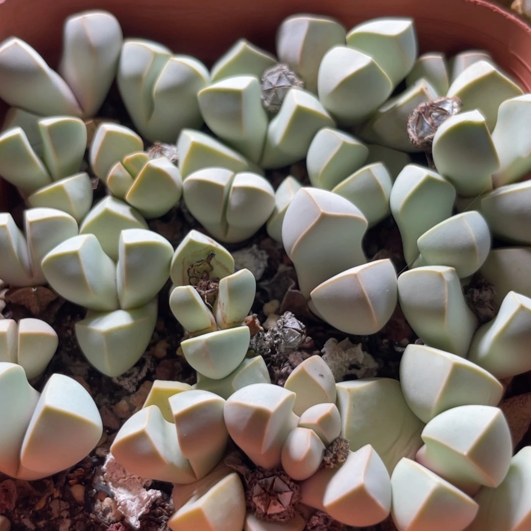 今晚大盆特价更新～7