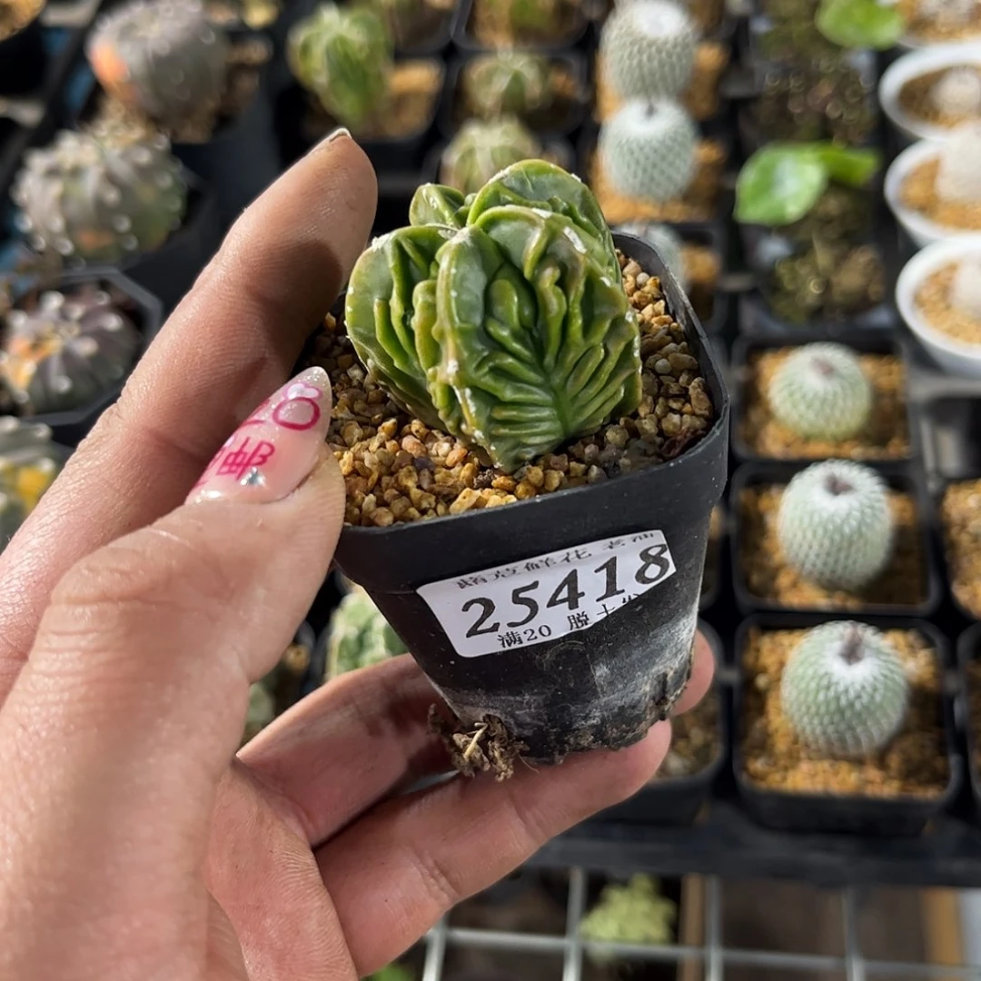 D**冥25418一物一拍单头