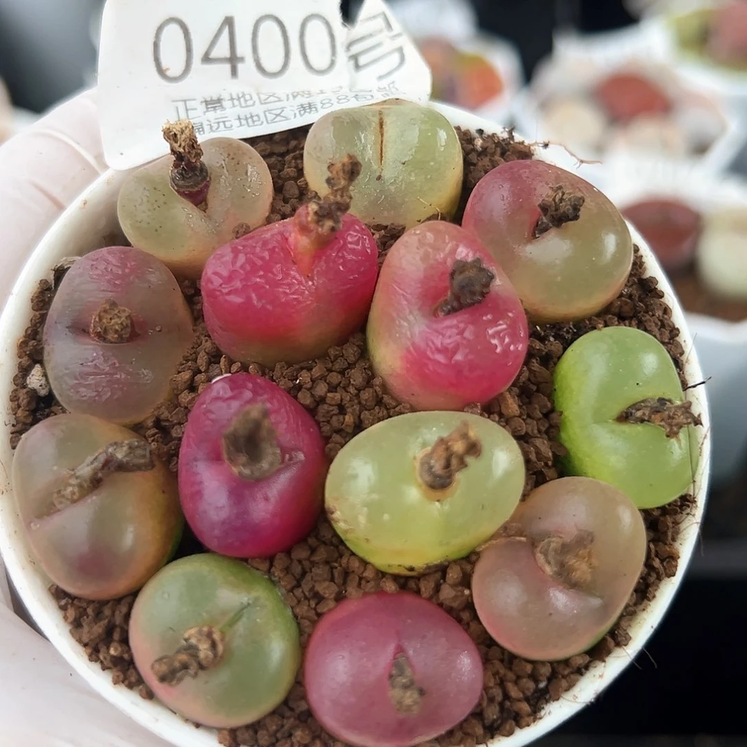 好养易活生石花大母本0400