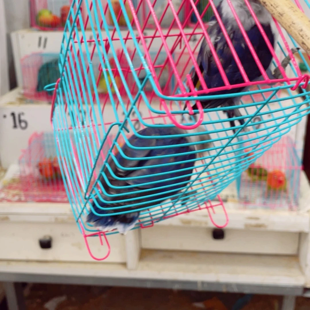 桃脸牡丹鹦鹉自**翔牡丹