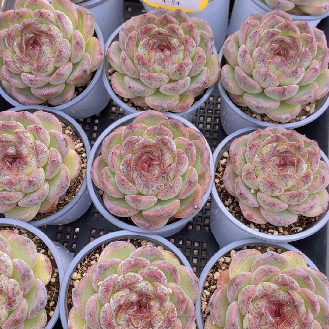 4-24-精品母本天蝎座单头一个