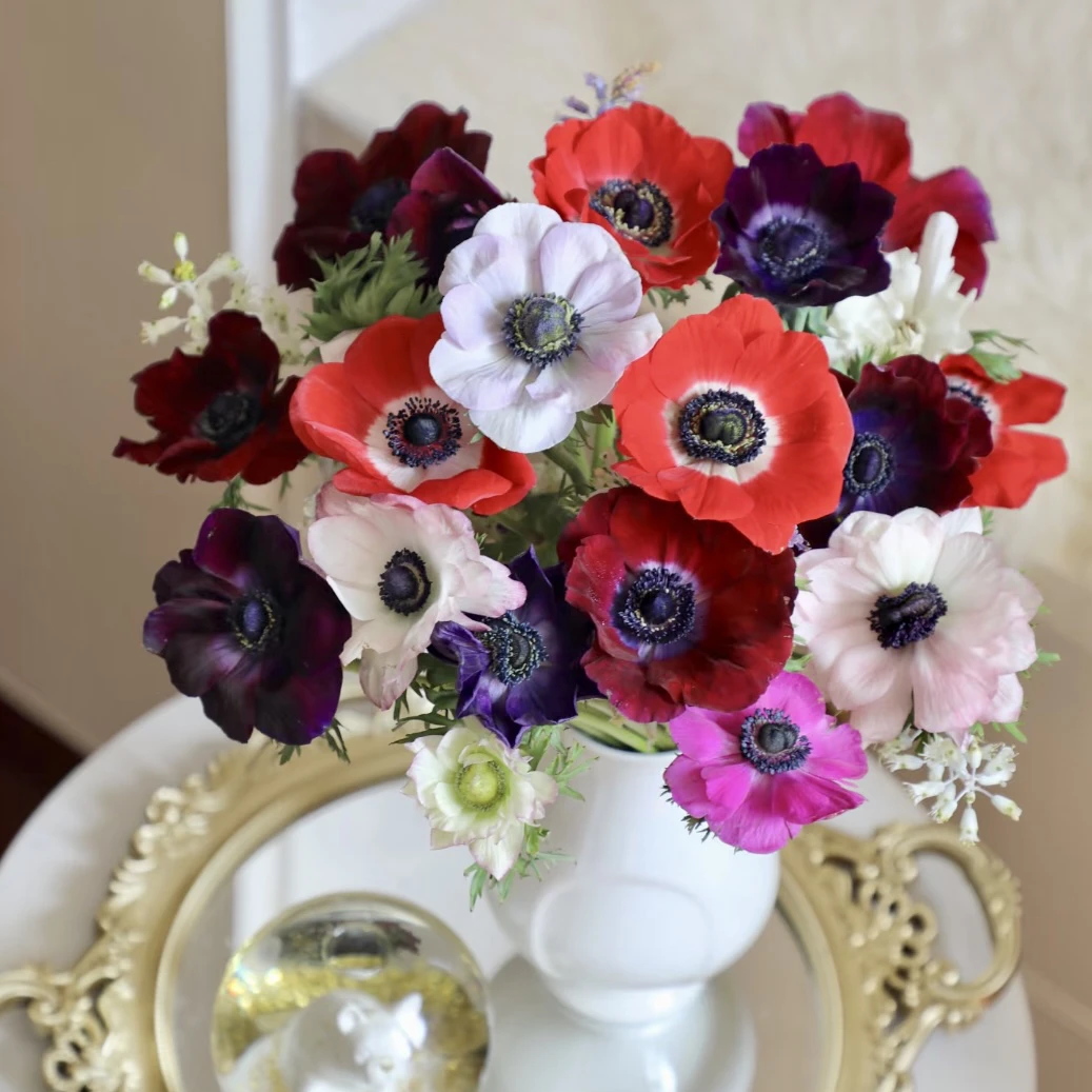 【银莲花】自产银莲花插花鲜花养护干净基地直发顺丰2单包邮