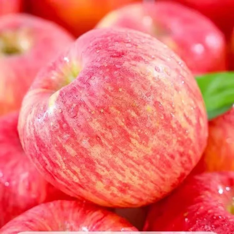 正宗头茬红富士苹果坏果包赔脆甜多汁带箱9-10斤