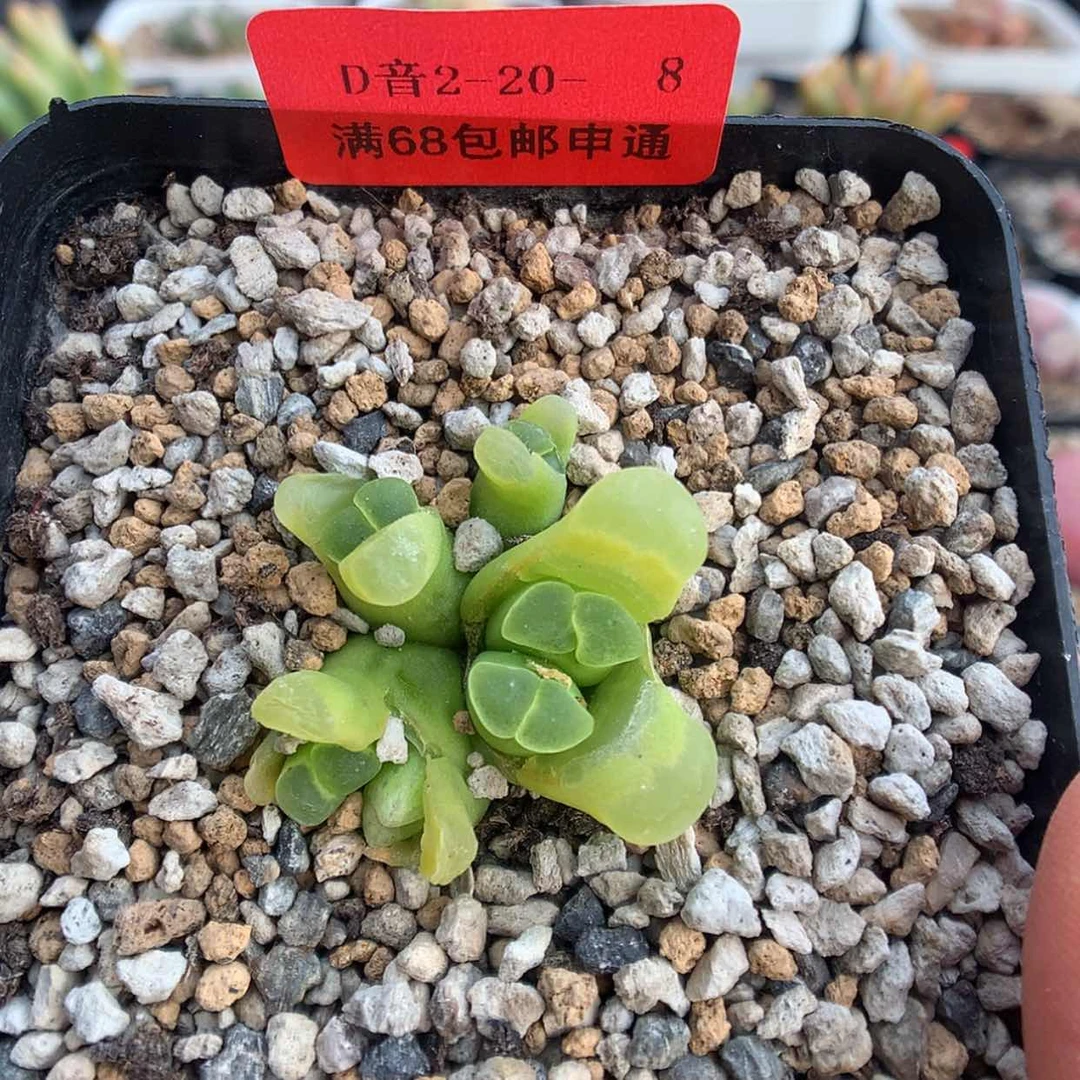 【闪购商品】2-20-8 风铃一群 40