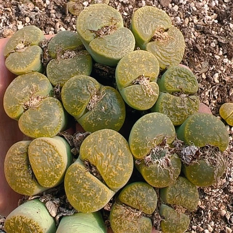 【闪购商品】8颗双头绿紫勋