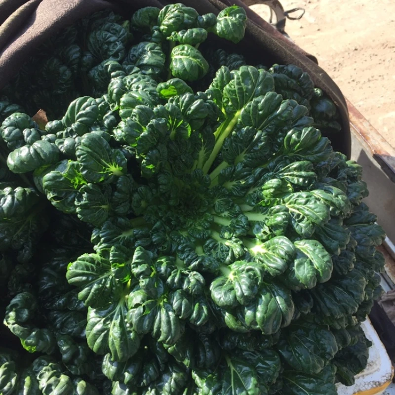 黑乌塌菜种子耐寒性好花朵开放状态完全开放