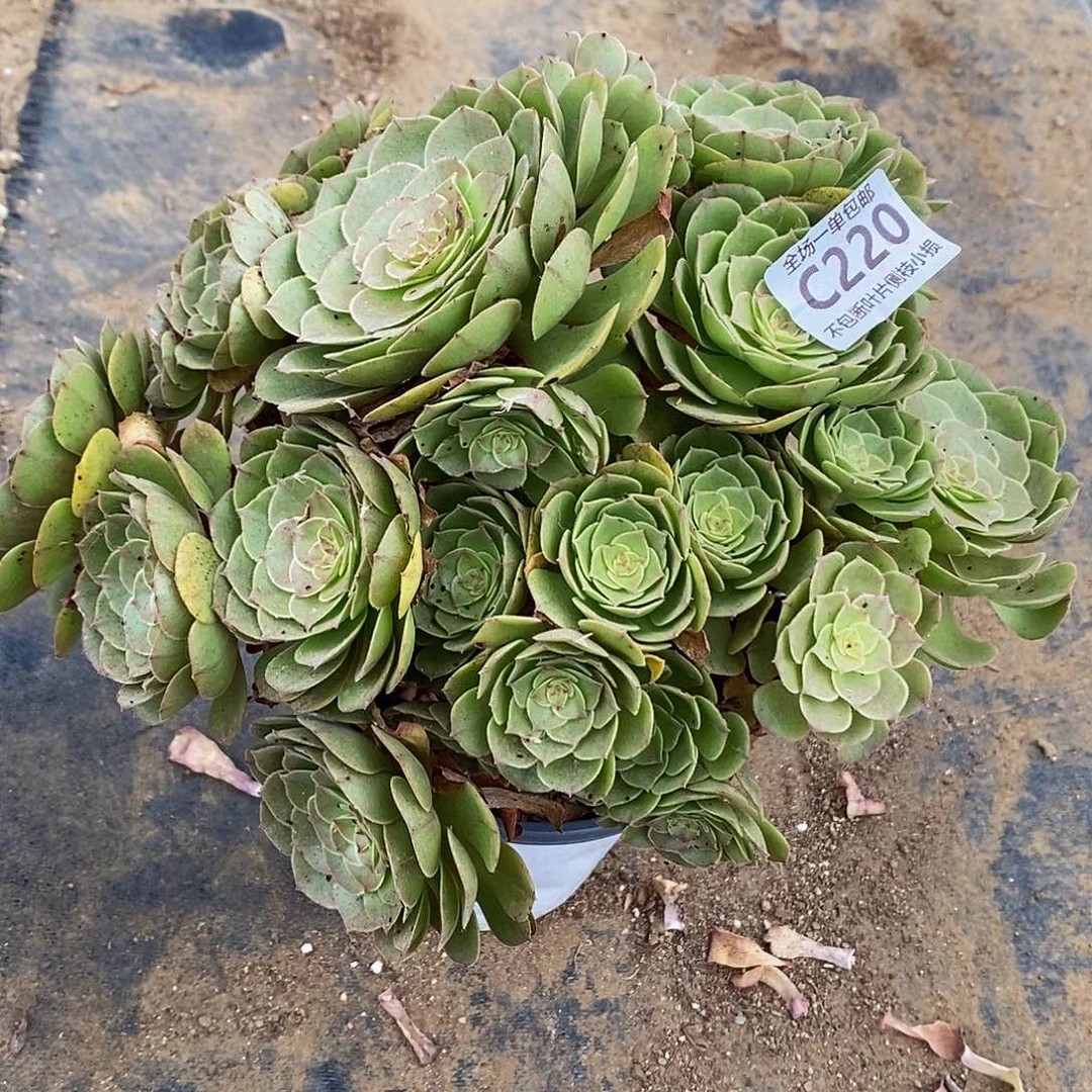 220万圣节沙拉碗老桩多肉