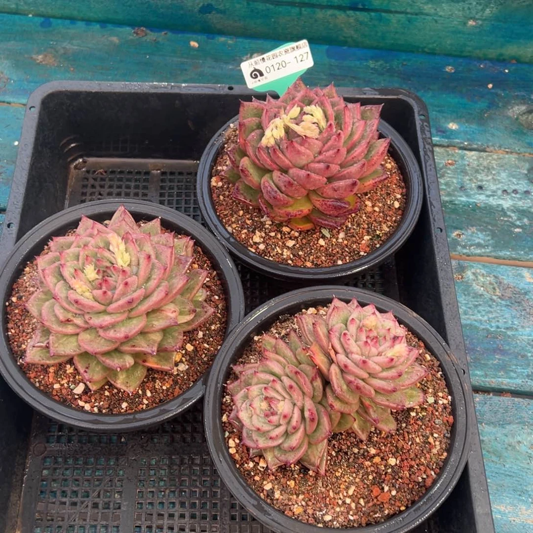 从前慢多肉精选编号0120.127