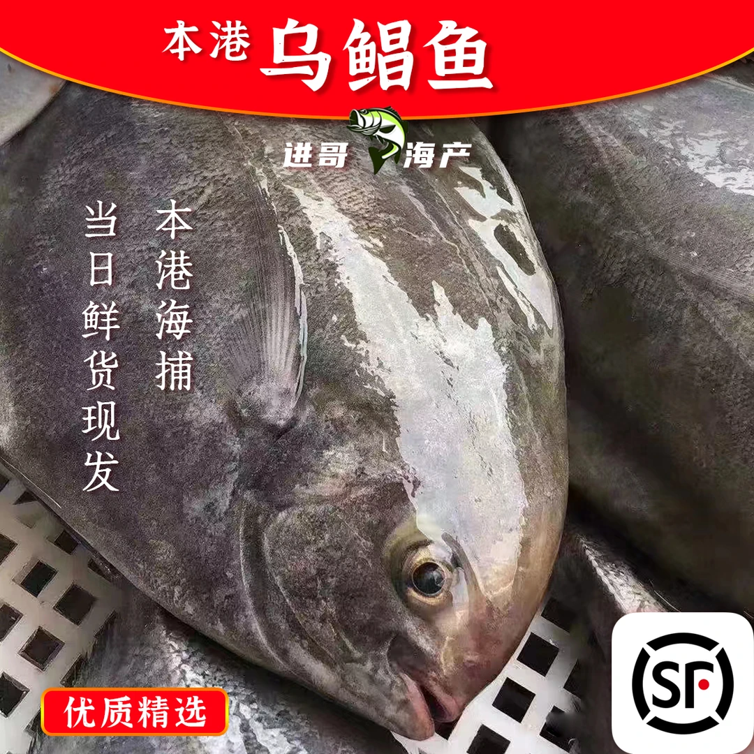 100%好评乌鲳鱼肉厚好吃 广东惠来本港当日新鲜 顺丰冷链保鲜发货