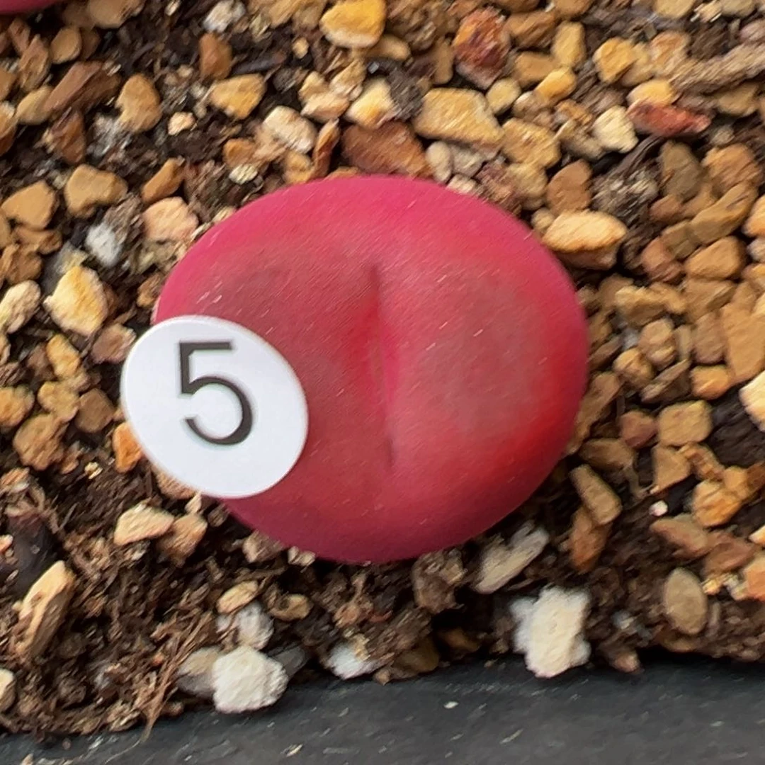 多肉植物111111111111111科