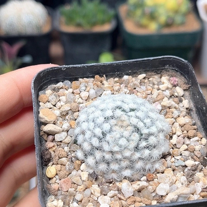 降落伞白星自根3.7cm