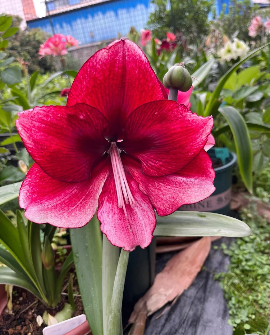 【达芙妮】荷兰进口朱顶红种球多年生单瓣大花裸球1粒