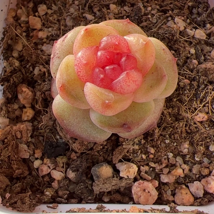 一物一拍，精品多肉，尺寸不大介意勿拍