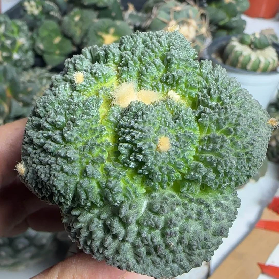 【闪购商品】超大尤基因哥斯拉054