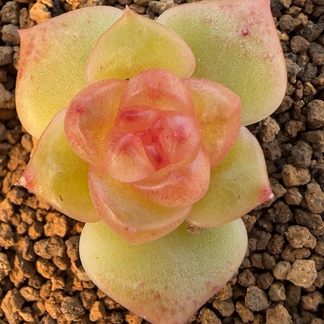 绝绝子多肉植物一颗