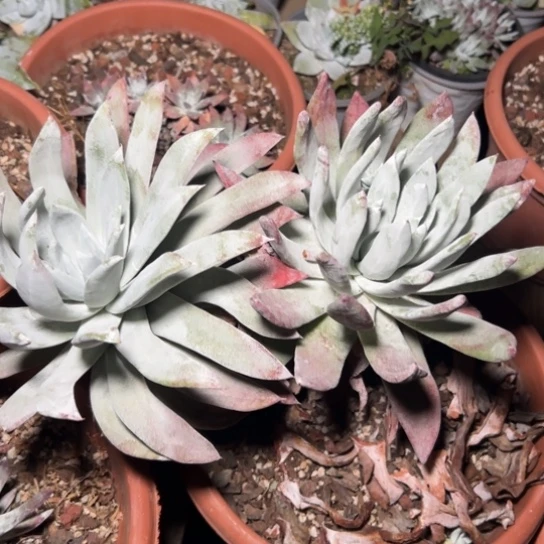 春*谢谢姐姐～一物一拍7821