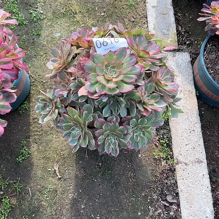 0616莲花座多肉植物