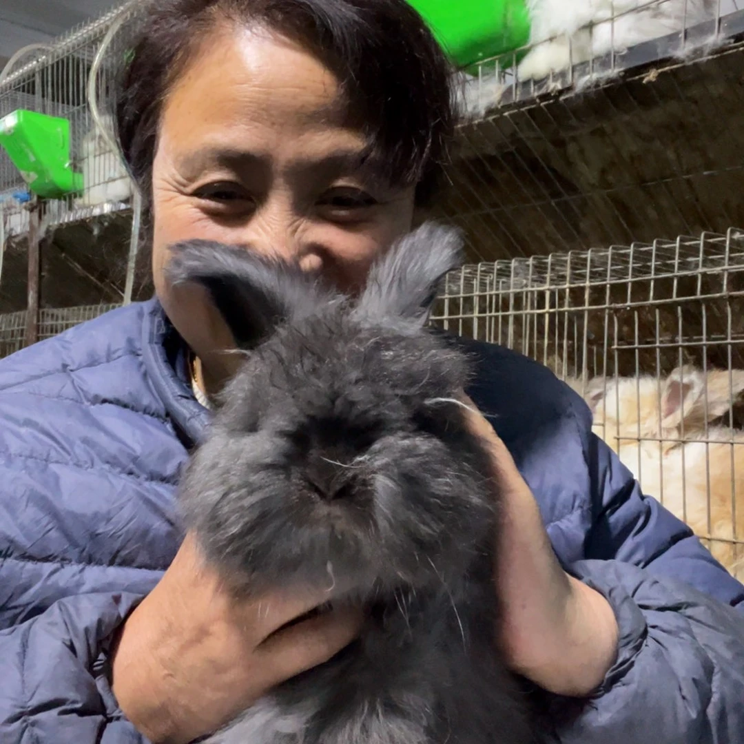 宠物兔英系安哥拉兔