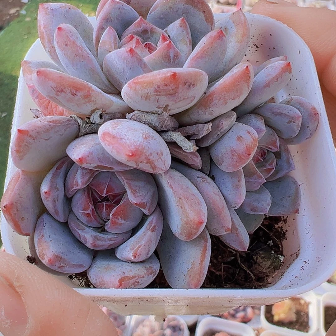 石榴籽群19包邮多肉