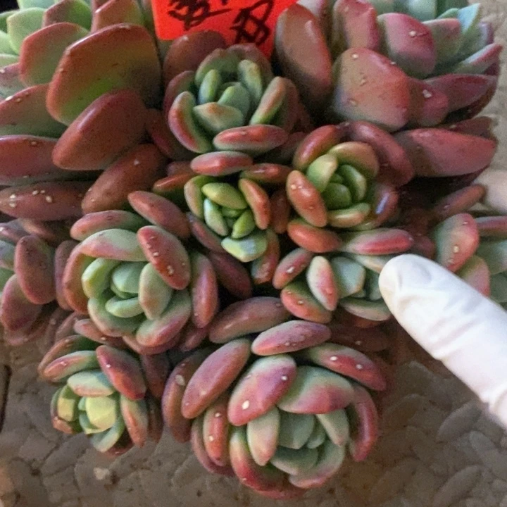 爱**菜我是真的很喜欢