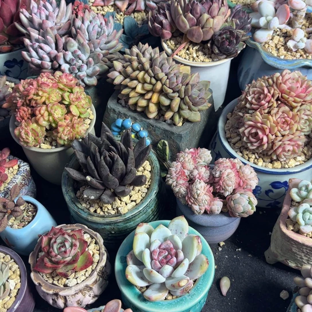 J***❣多肉植物1111111