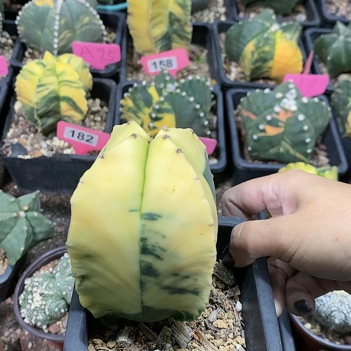 花花草草花花草草