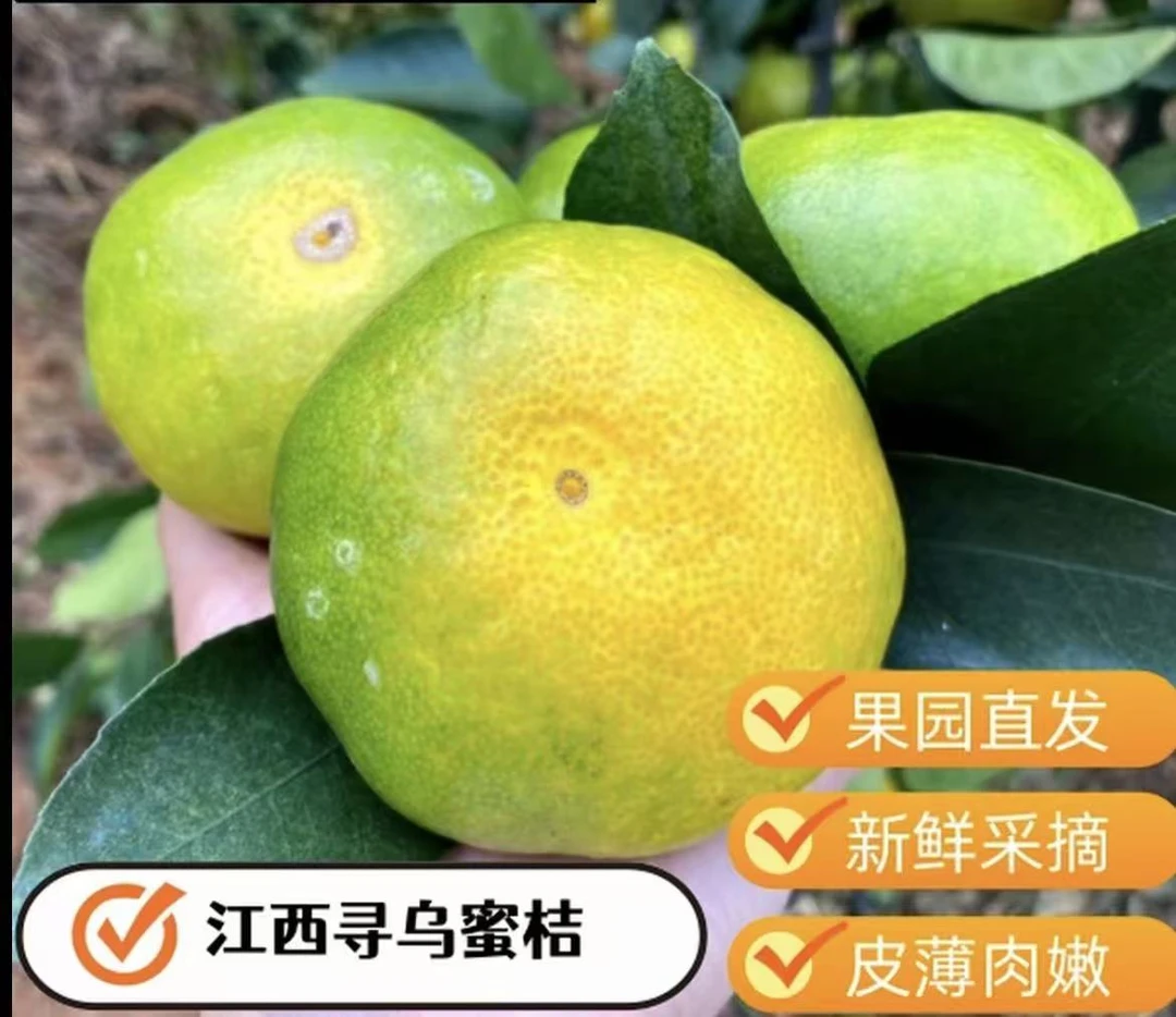 江西寻乌蜜橘皮薄多汁无籽青皮蜜桔当季现摘新鲜水果5斤