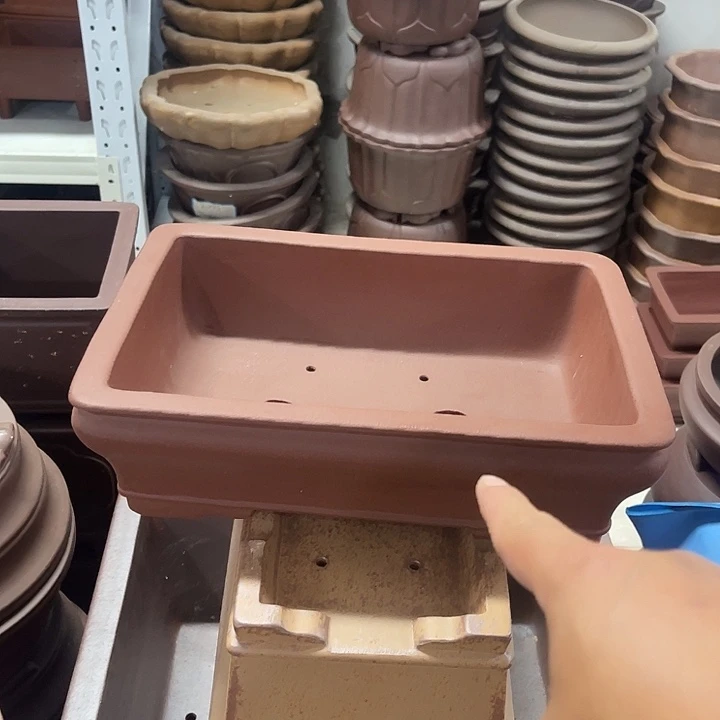 花盆紫砂我的小伙伴