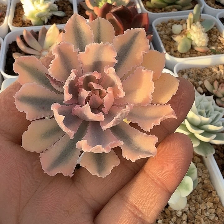 晚霞锦多肉锦多肉