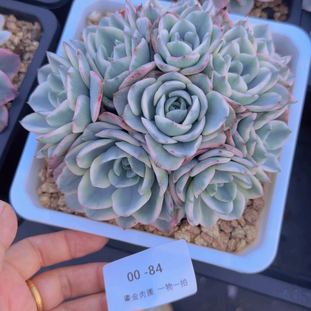西****00-84奶油黄桃锦
