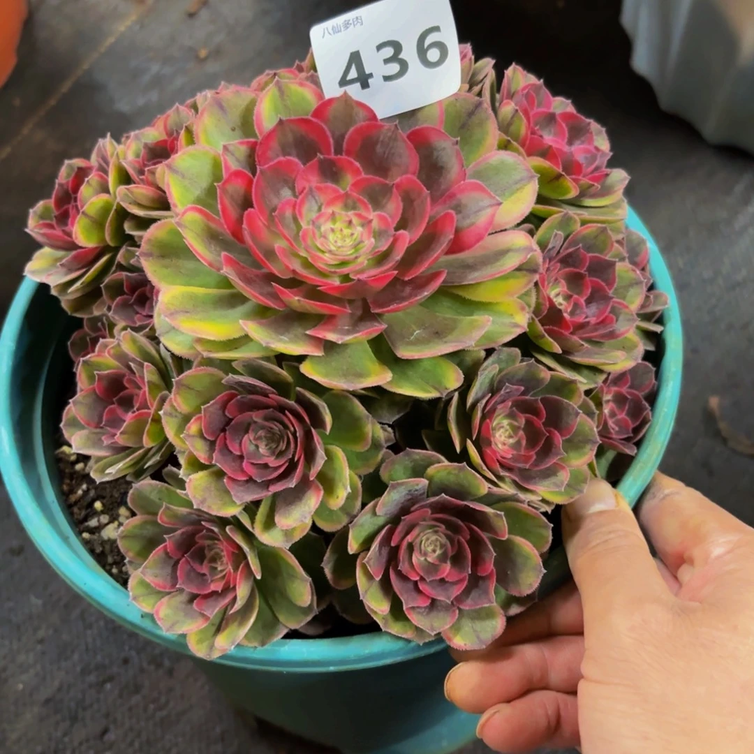 436多肉植物海神特价