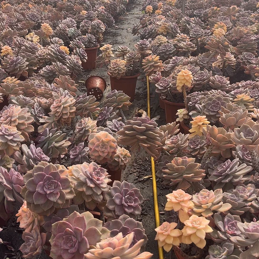 紫乐景49.99多肉植物7头