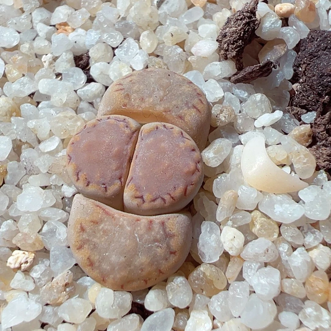 娇****莹210-353.我的小可爱